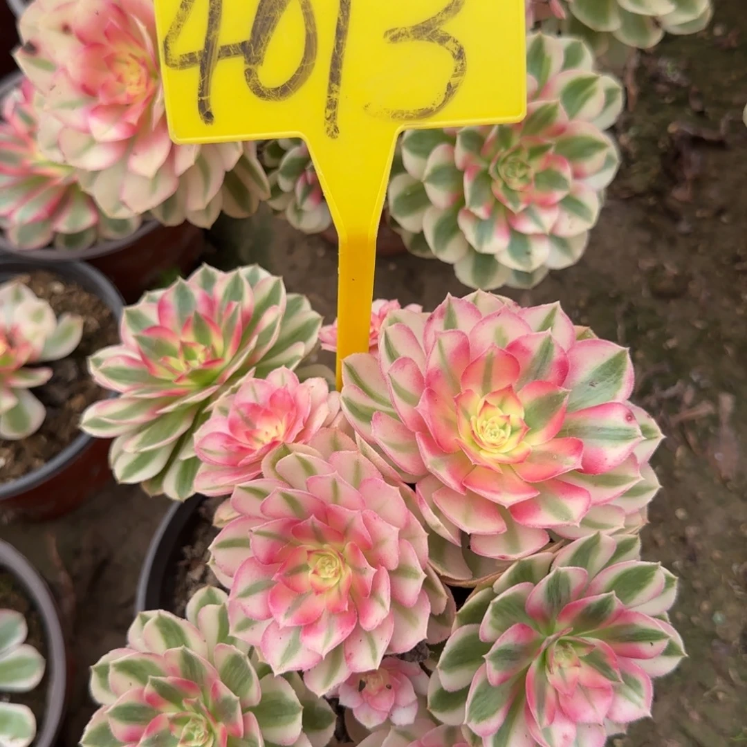 4013--倾城多头多肉