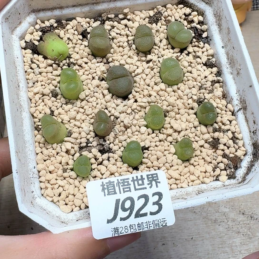 多肉植物多肉植物