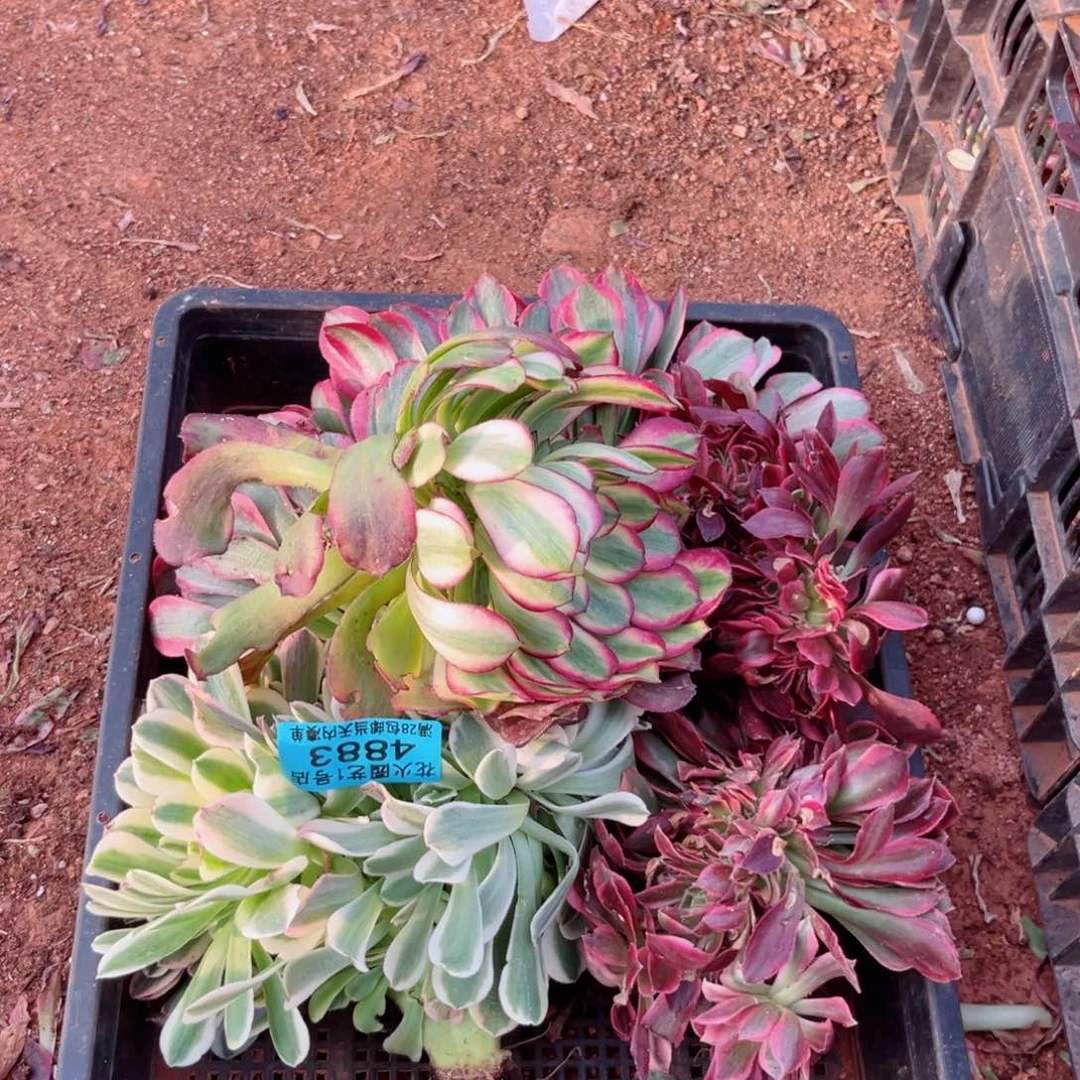 组合4883多肉植物