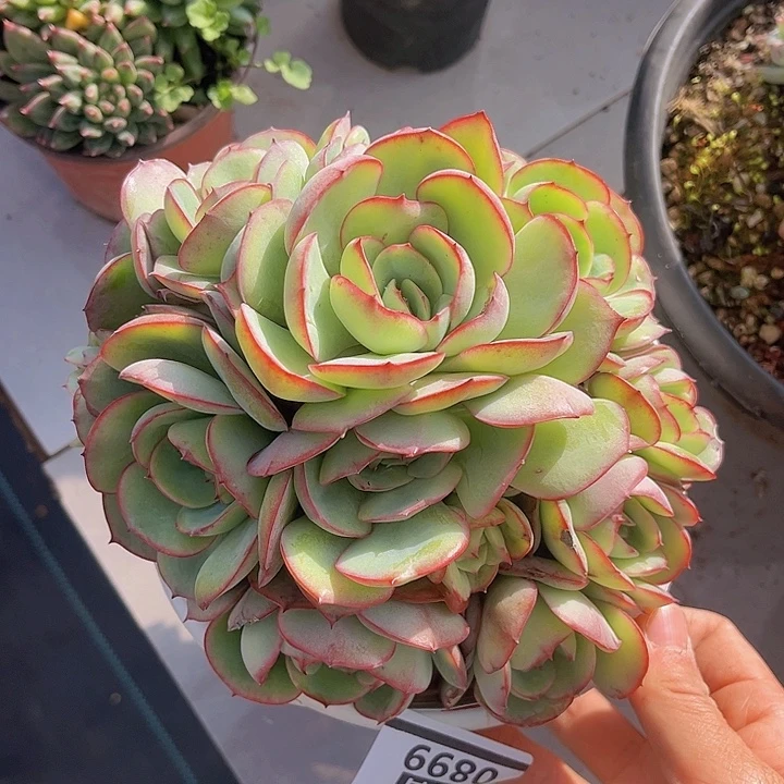 牡丹亭0899多肉植物