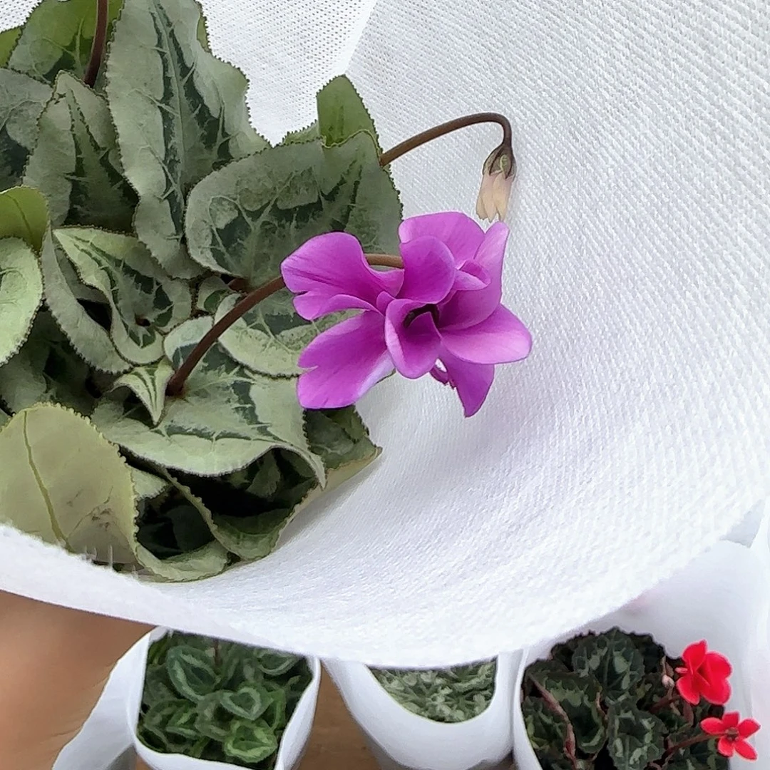 未***！完全开放99a青花匹克波斯