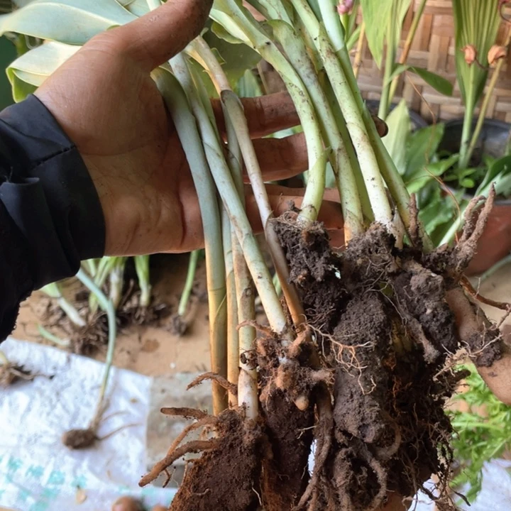 不开花植物不开花植物