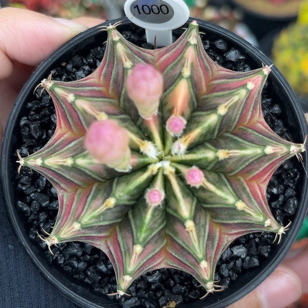 泰系实生肋骨锦1000