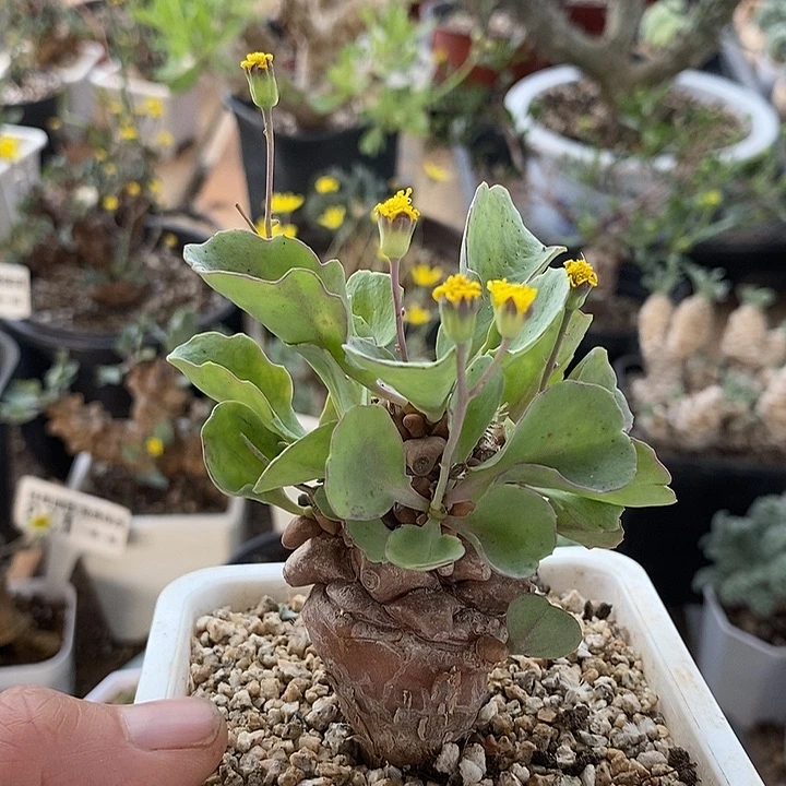 141蛮鬼塔厚敦菊一一带盆