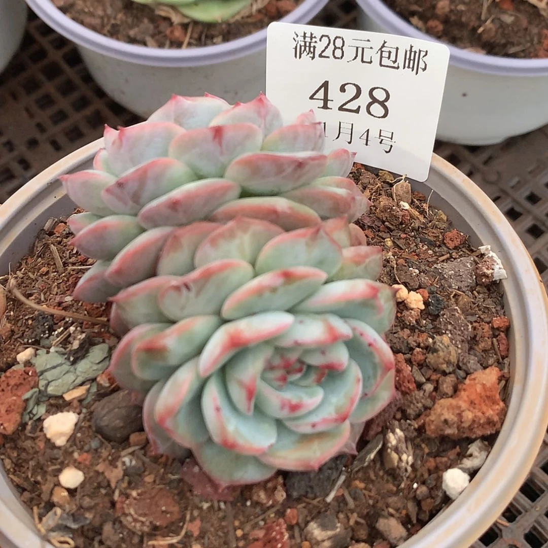 【闪购商品】云428号