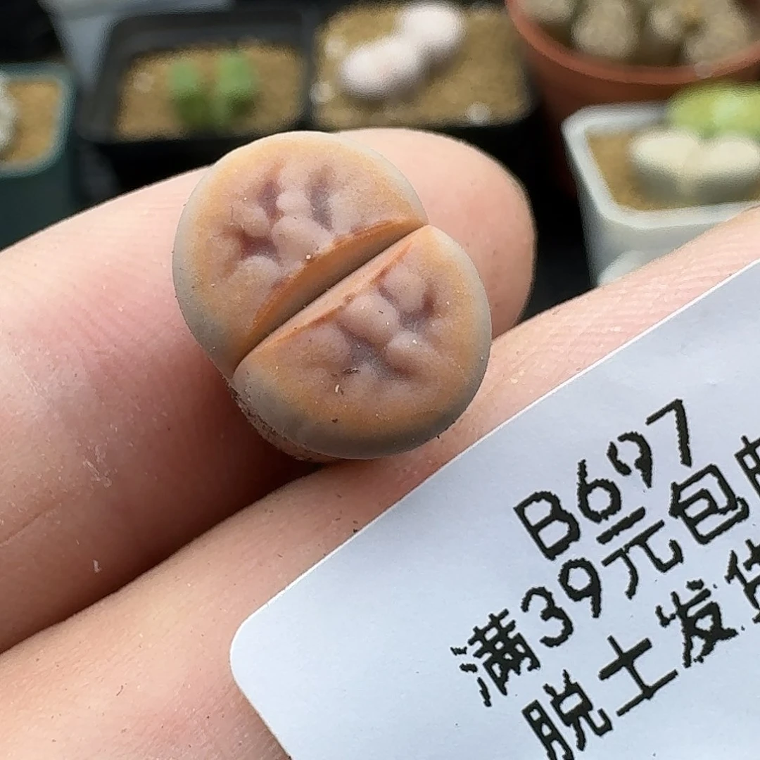 木***杨697多肉哈哈哈哈哈哈哈