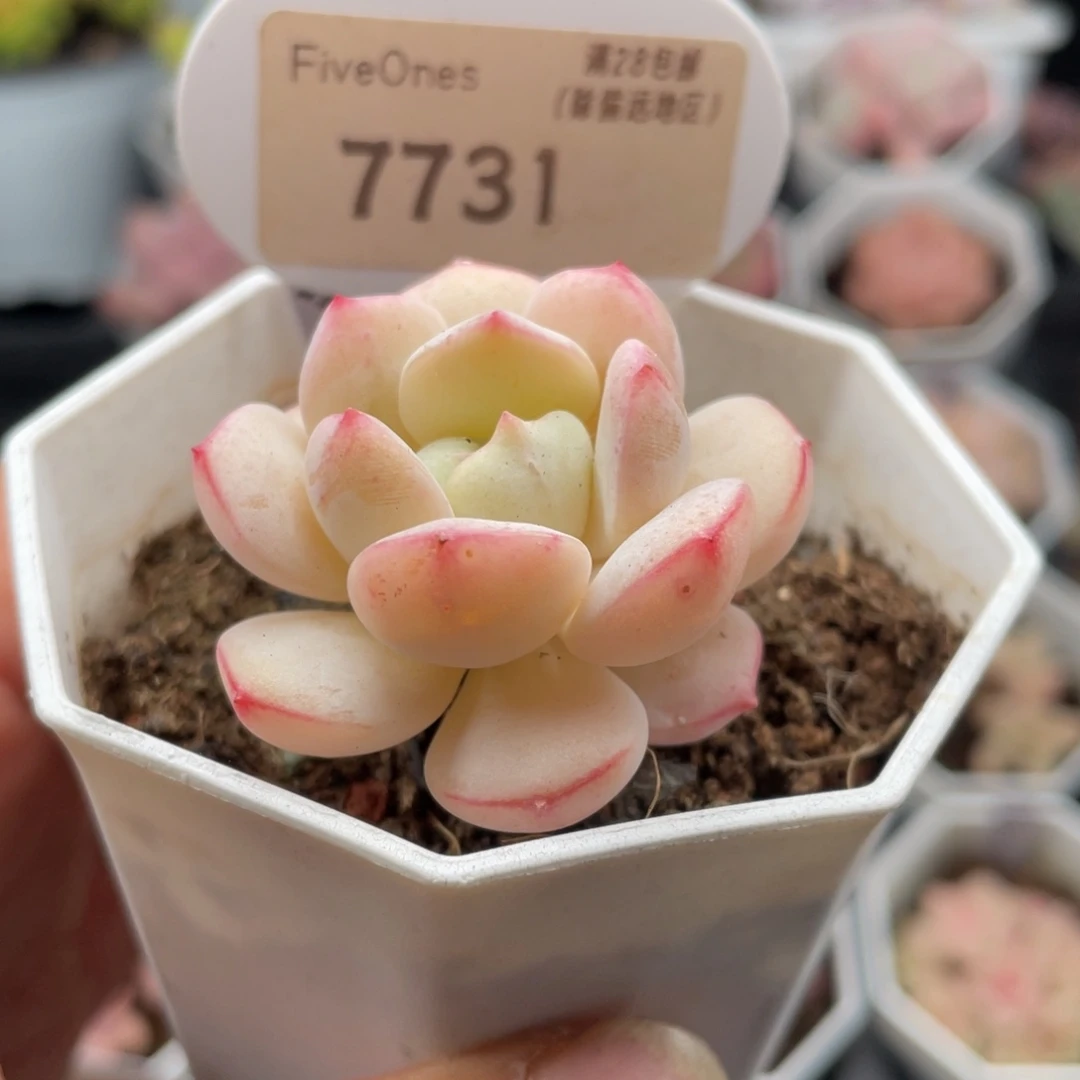 香草7731-4.0厘米