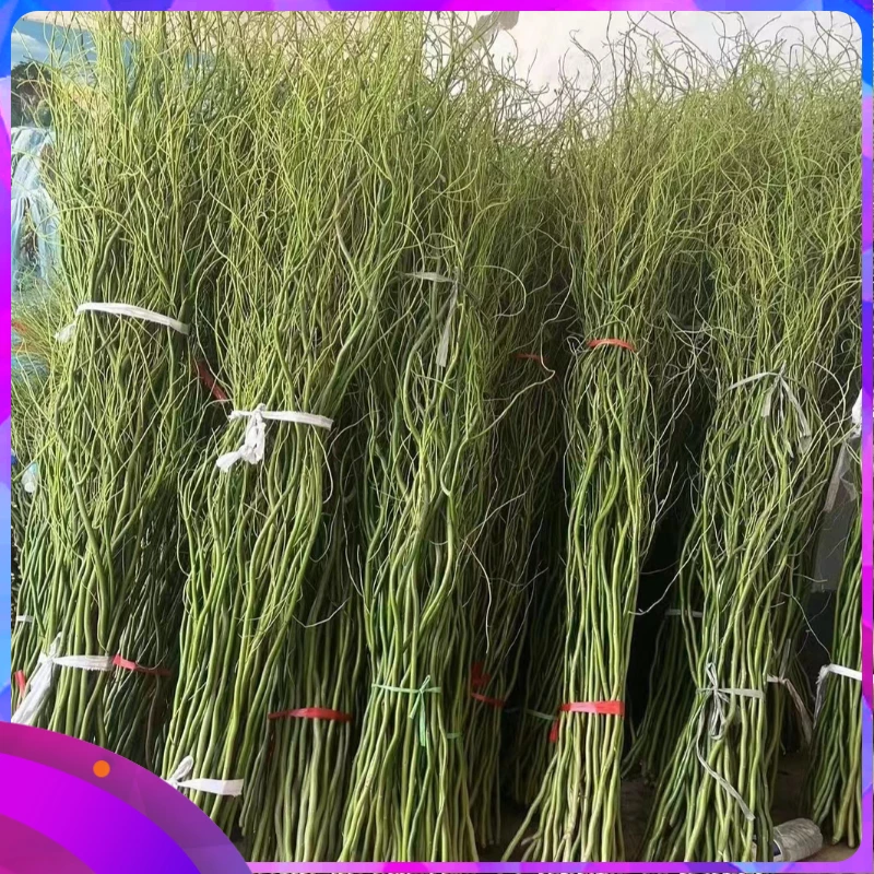 水培植物龙柳室内客厅花卉鲜花绿植好养活鲜切玻璃瓶雪柳雪柳鲜枝