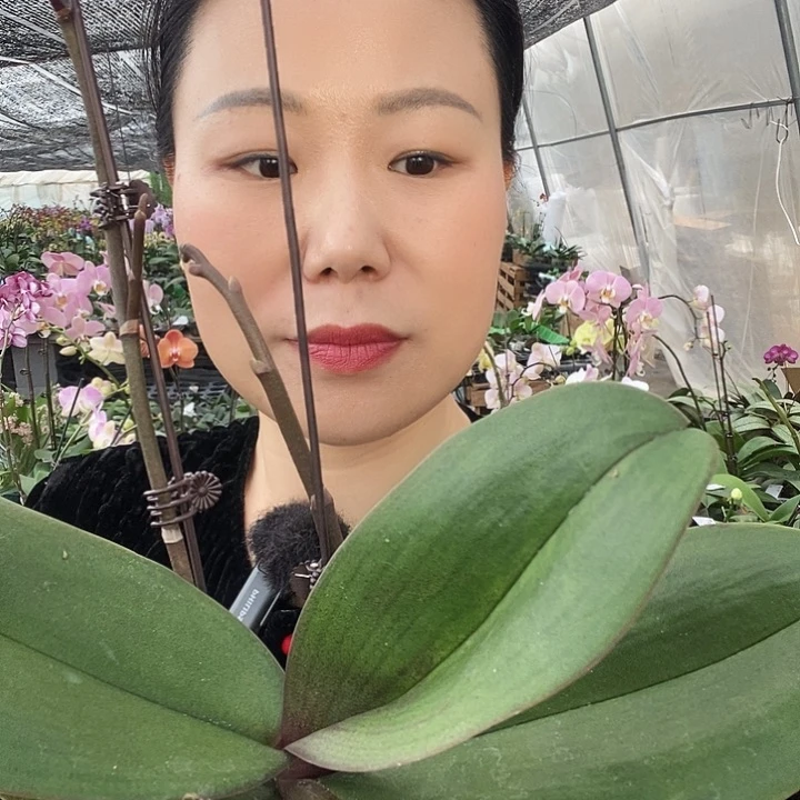 无花朵漫天红蝴蝶兰