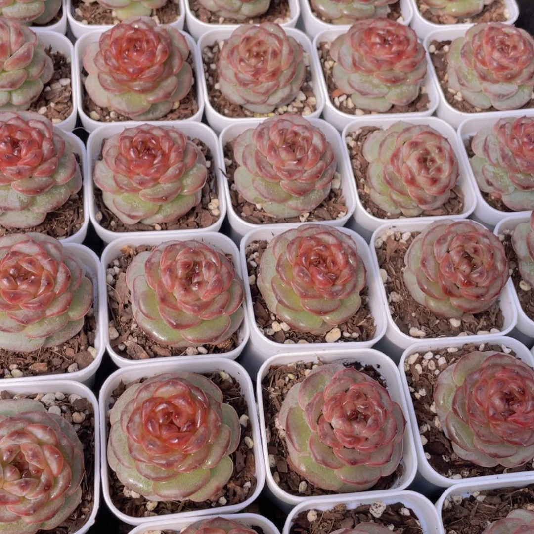 量拍10号 焦糖云朵珍妮单头一个