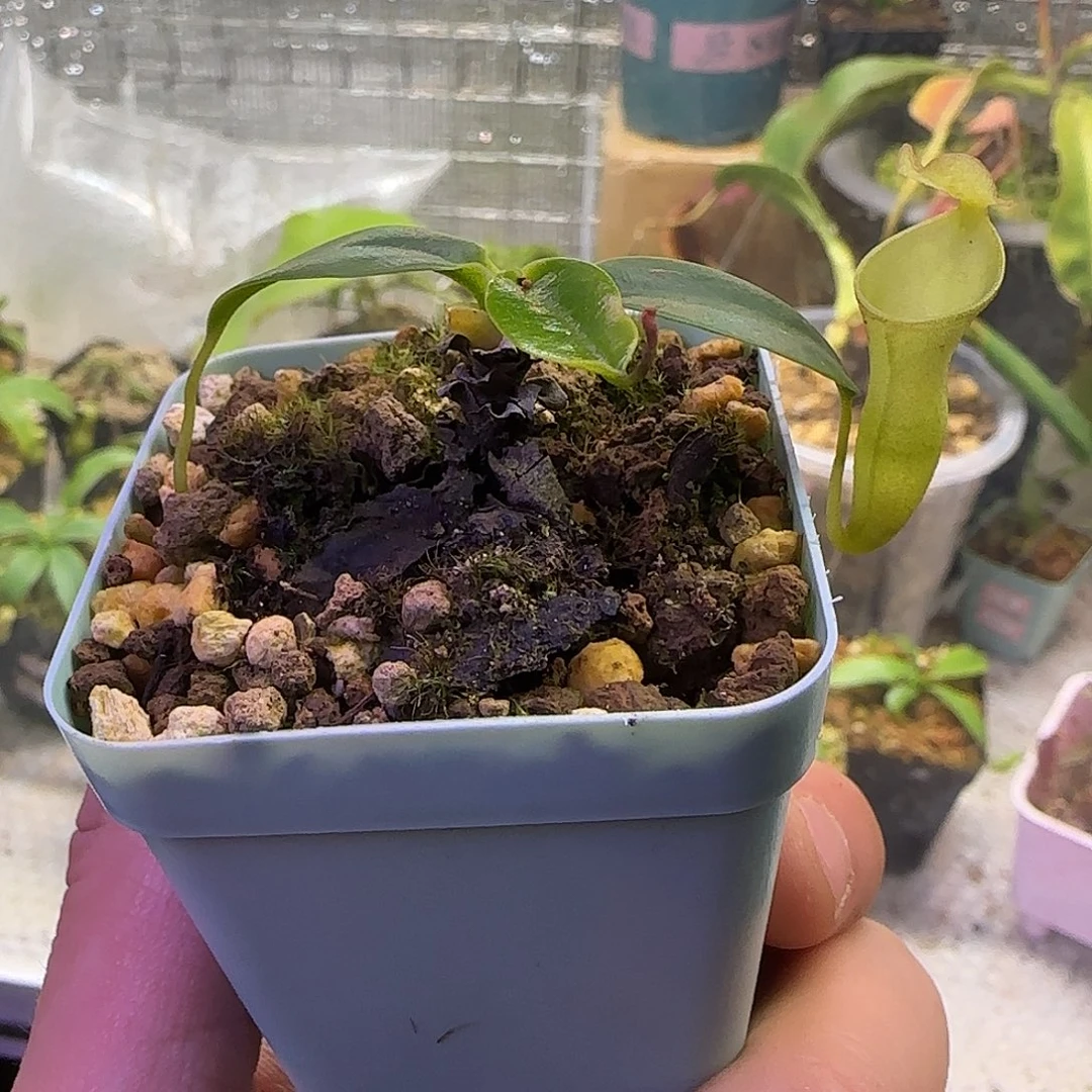 无花朵专拍风铃猪笼草