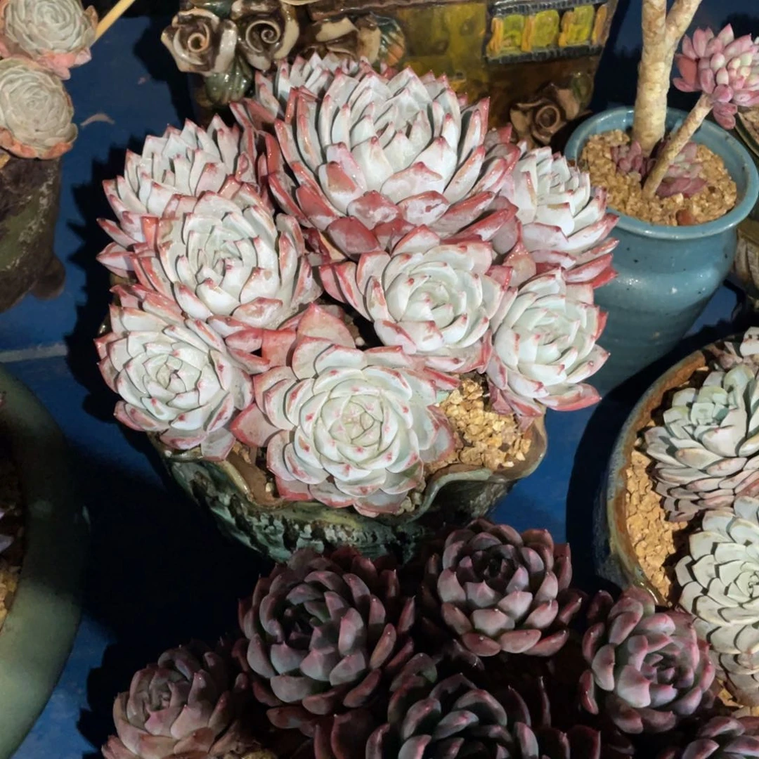 豆总多肉粉蓝鸟群