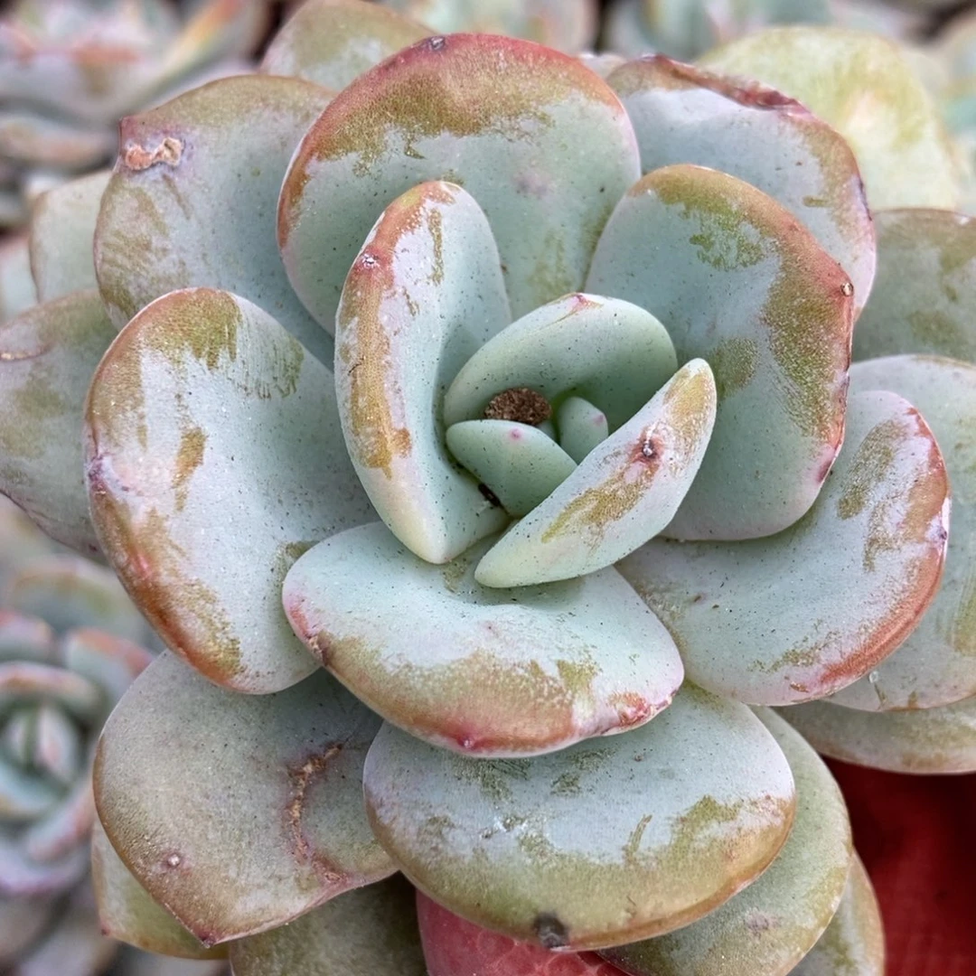 12-26韩版奶茶随机单头