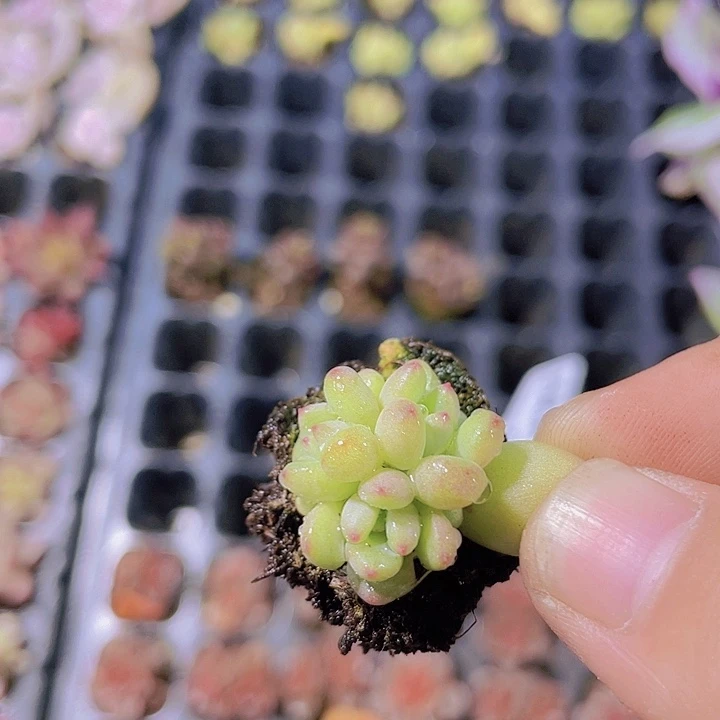 绿豆精灵【满10颗包邮】