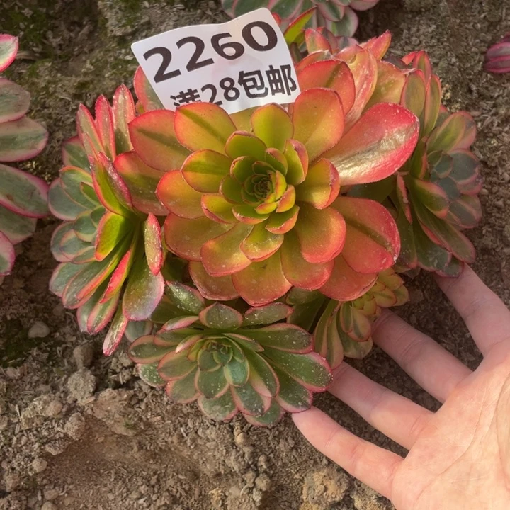 2260火狐多肉植物二号棚L