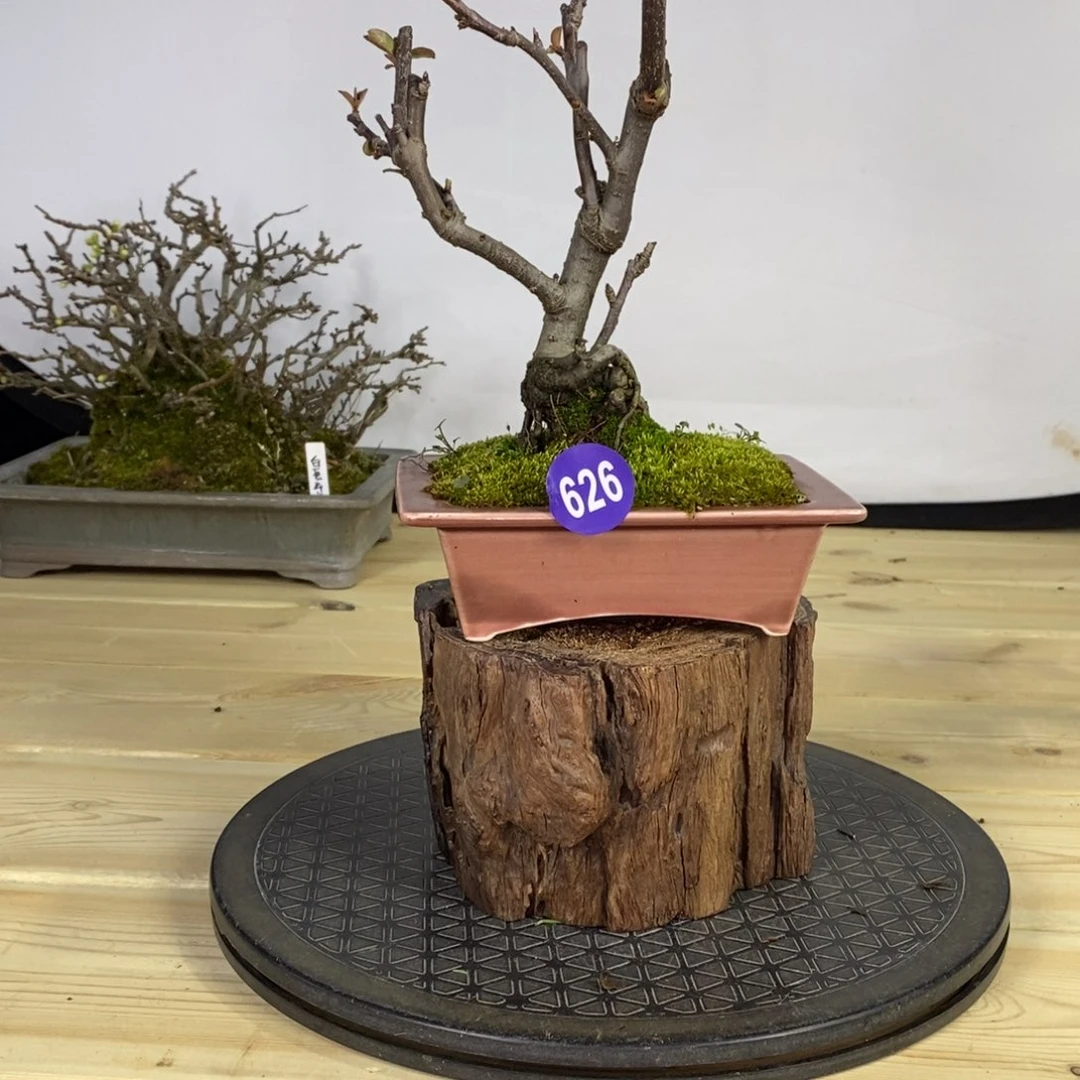 红陶L**o红红火火过大年626