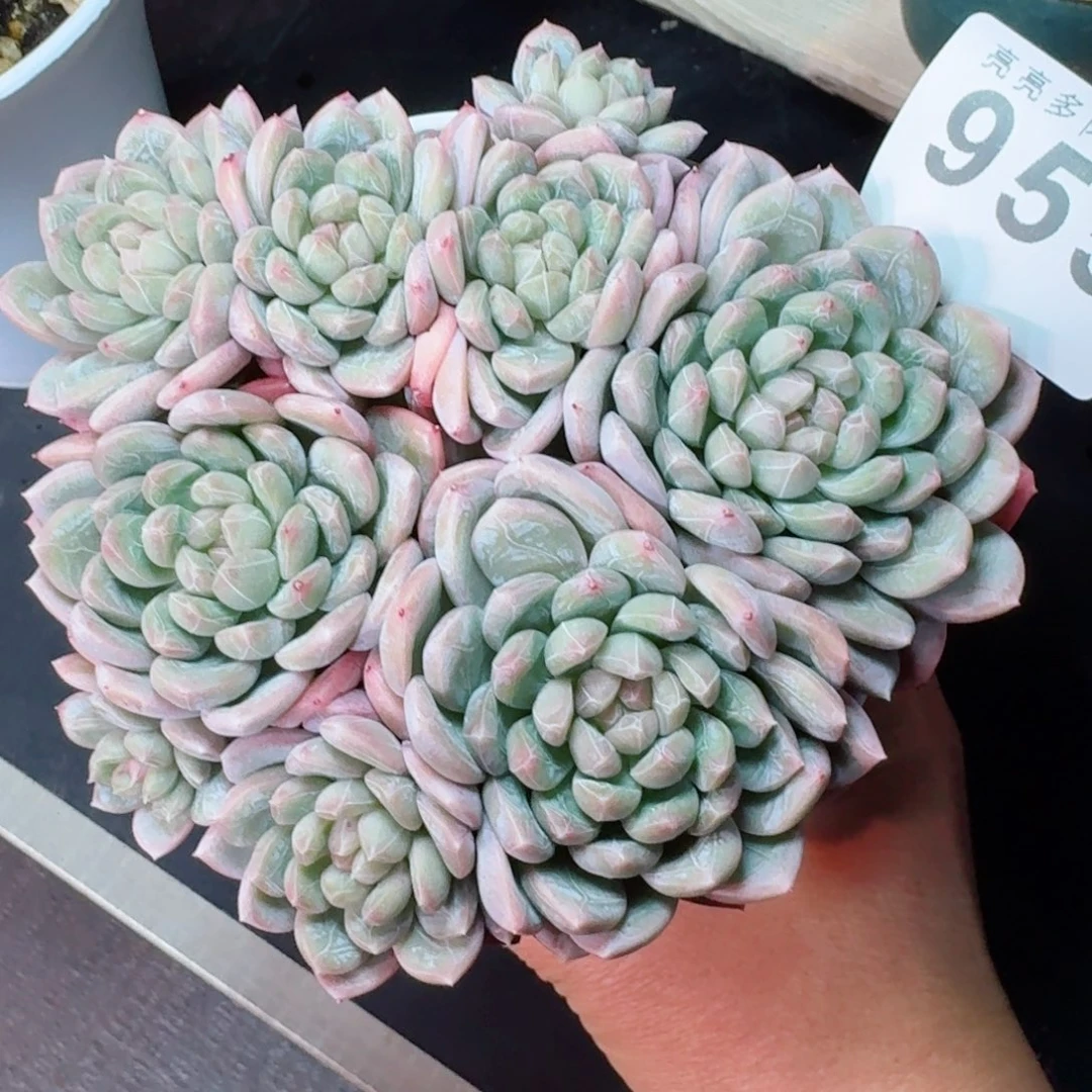 百达翡翠      愿你一路坦途，乘风破浪展宏图