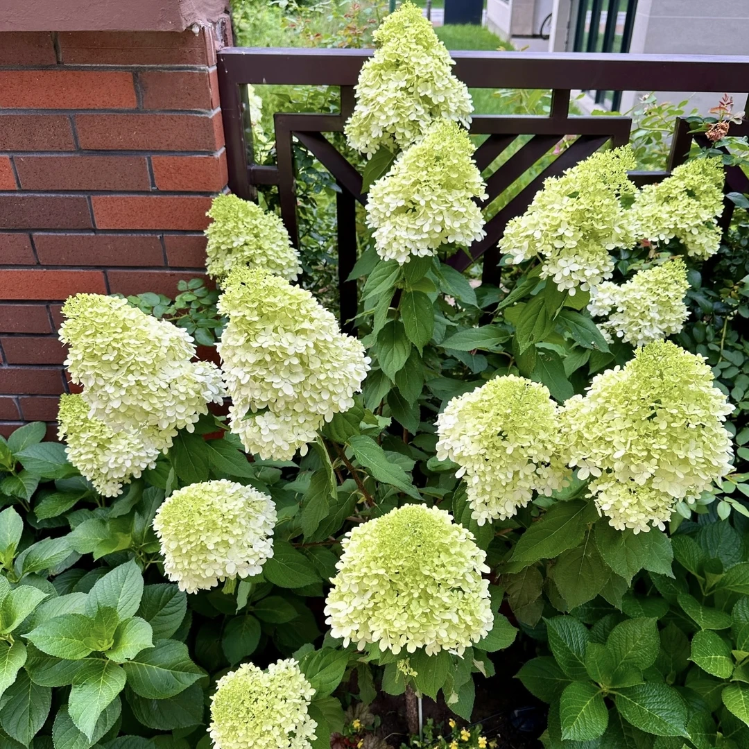 石灰灯圆锥绣球盆栽耐热抗冻庭院阳台花卉植物喜水易养护