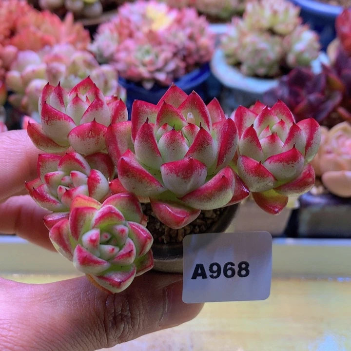 恋****6一物一拍满38包邮A968