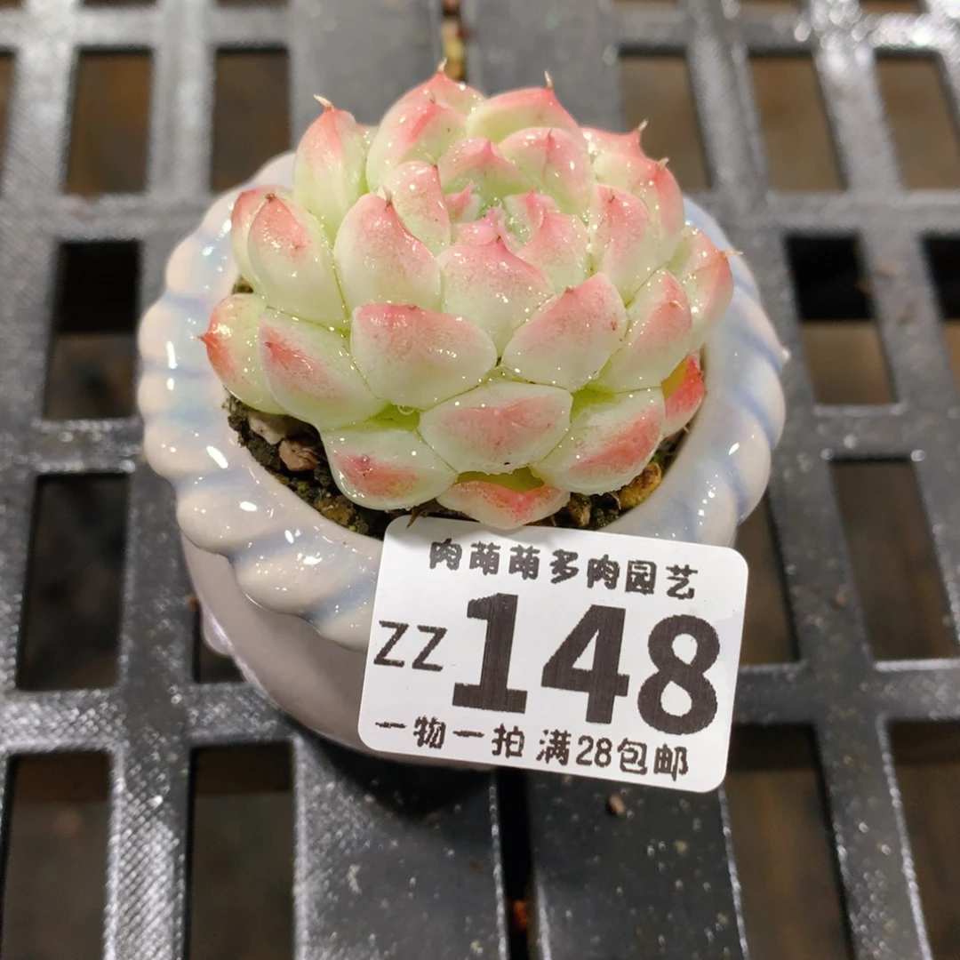 肉萌萌拇指盆精控多肉ZZ148