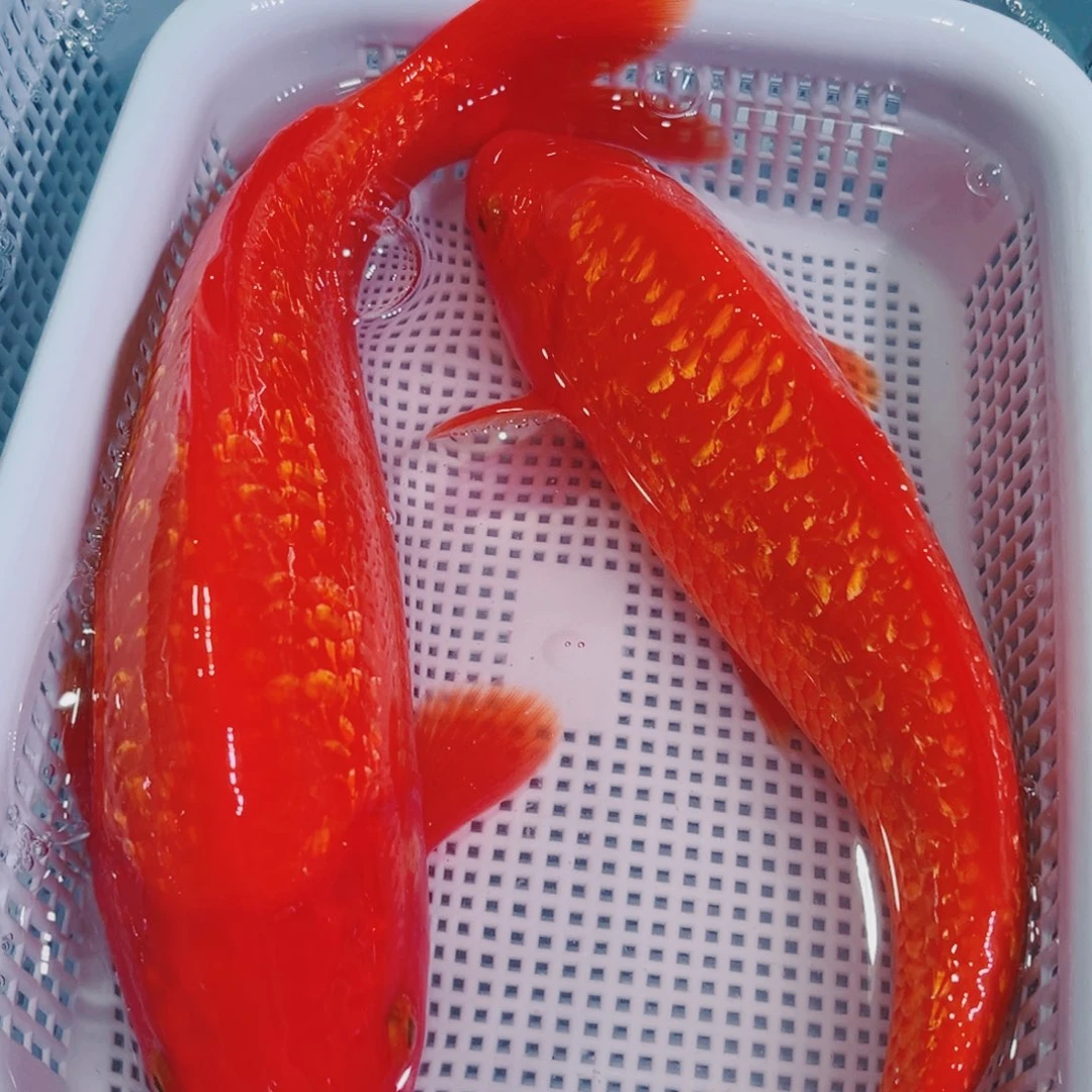 锦鲤锦鲤冷水鱼观赏