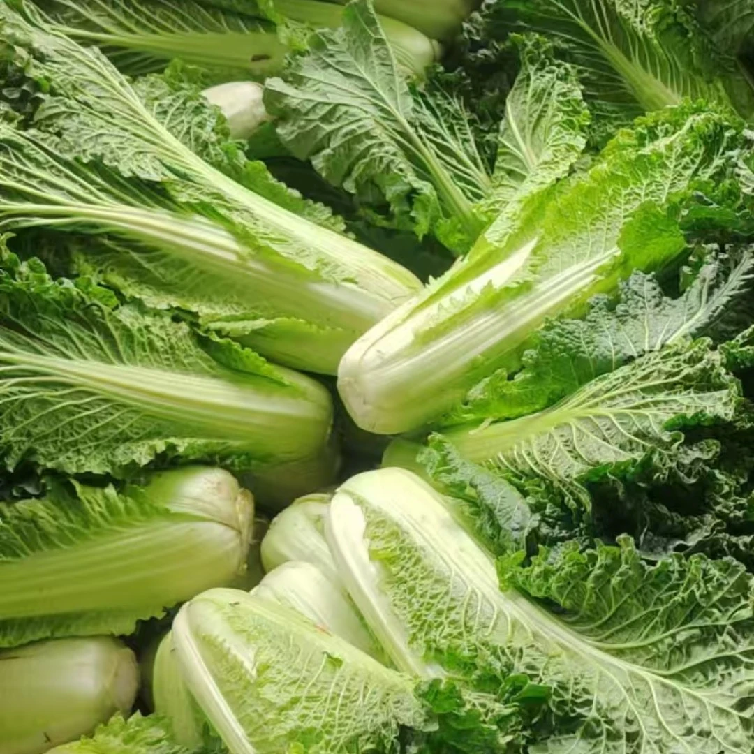 贵州高山威宁农家自种霜打过青麻叶菜