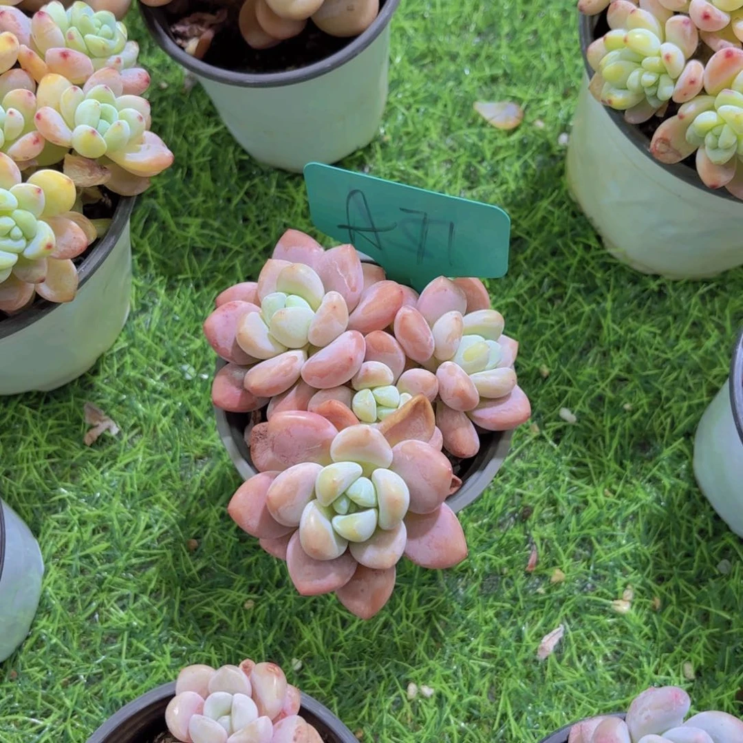 胖*茜我的小可爱们都好可爱