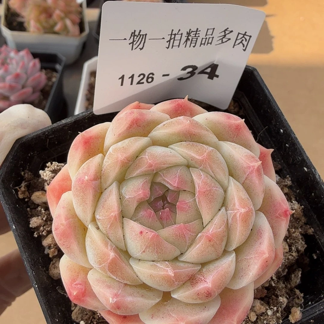 1126-34单颗多肉，
