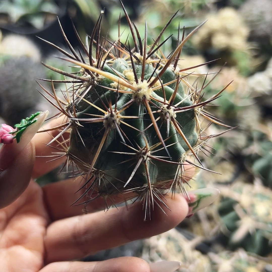 林氏虾仙人球6666666