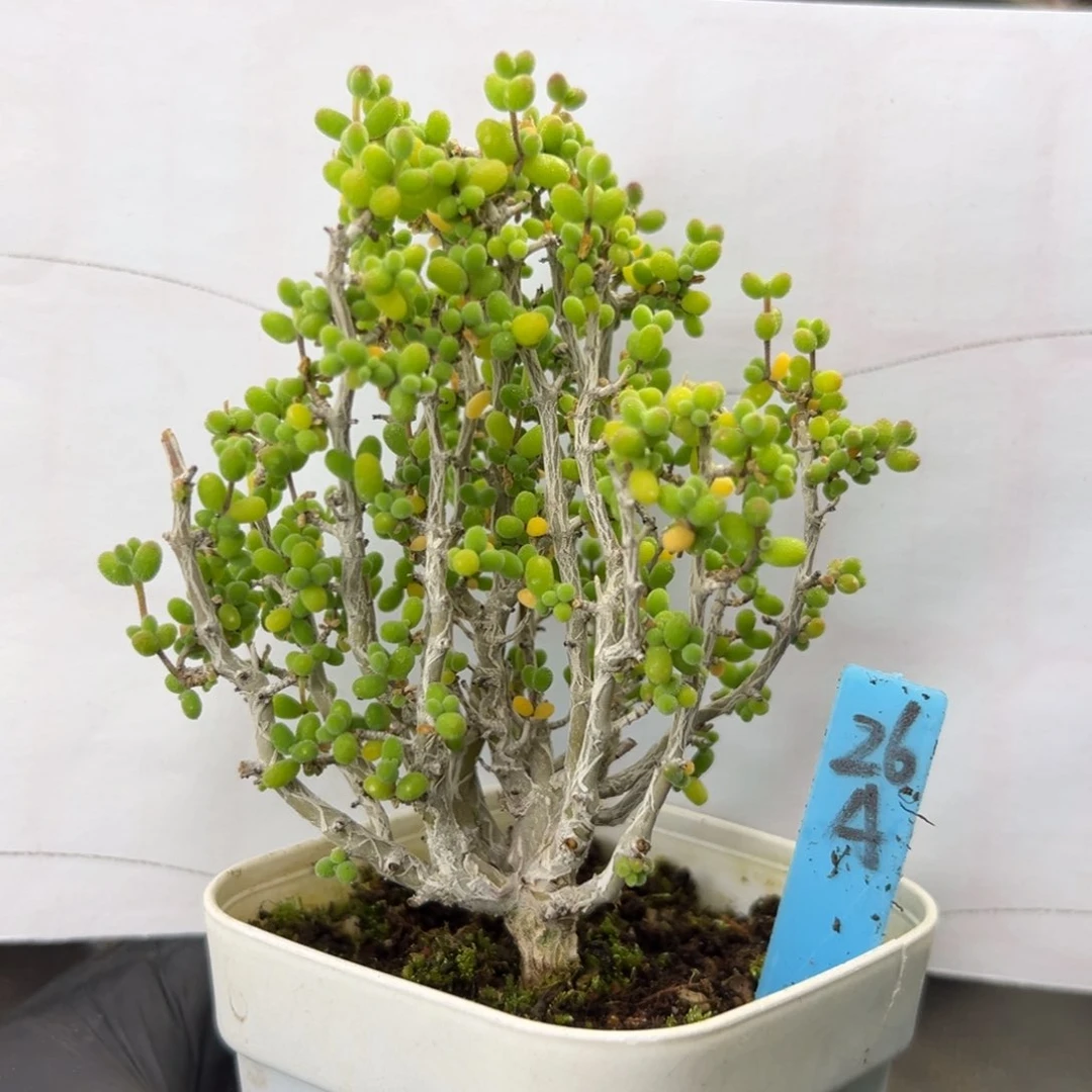 实生老桩米粒26号