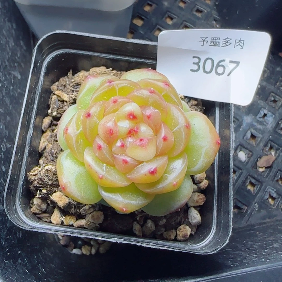 拿铁奶沫，3067多肉植物