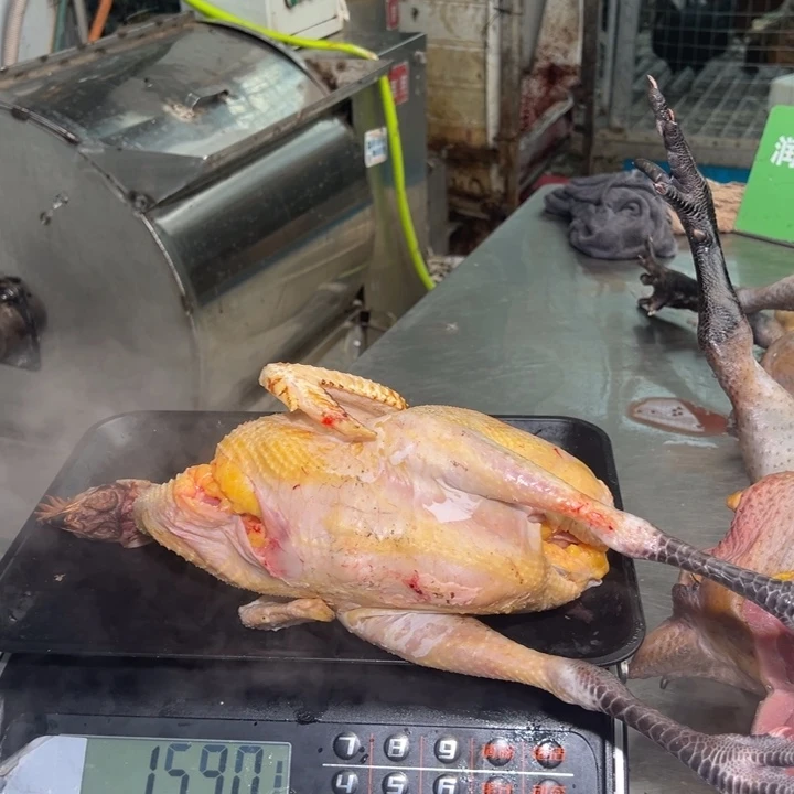 包装一号母鸡中国大陆卜*