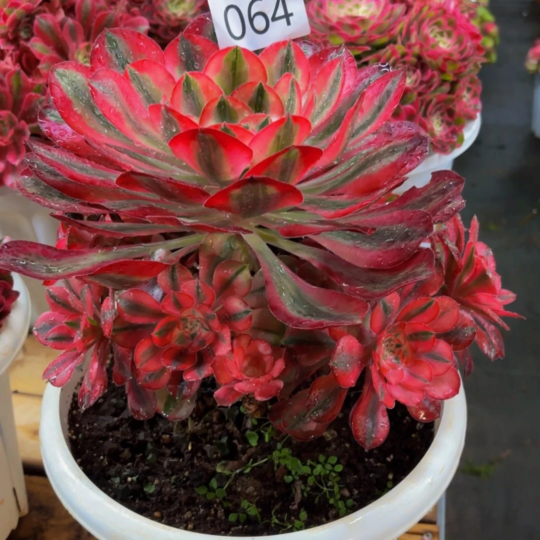 地***婆064多肉爱丽丝特价