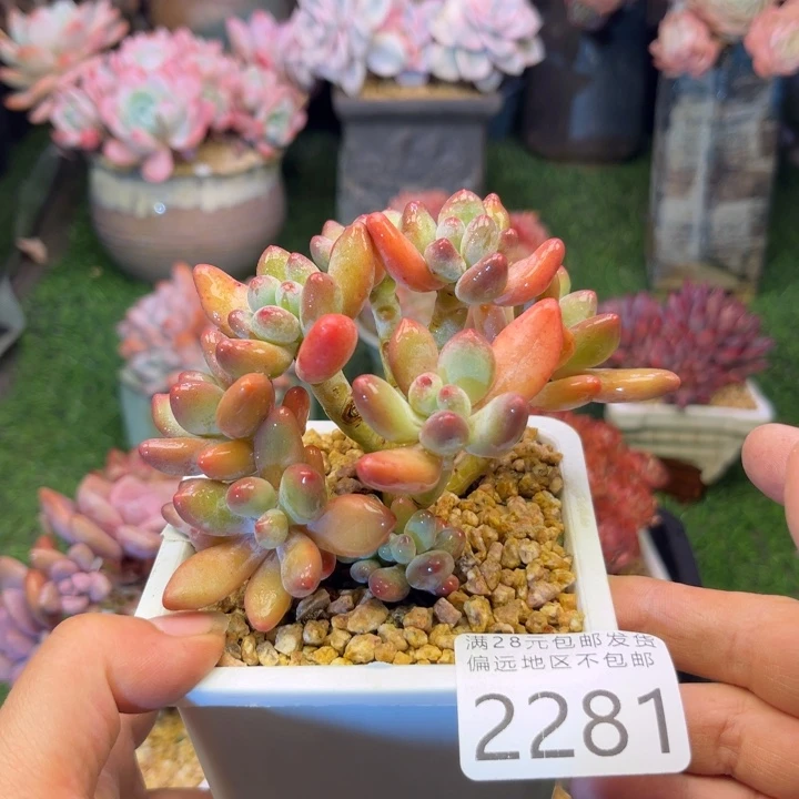 大2281¥，bxvcbvbbbjhj