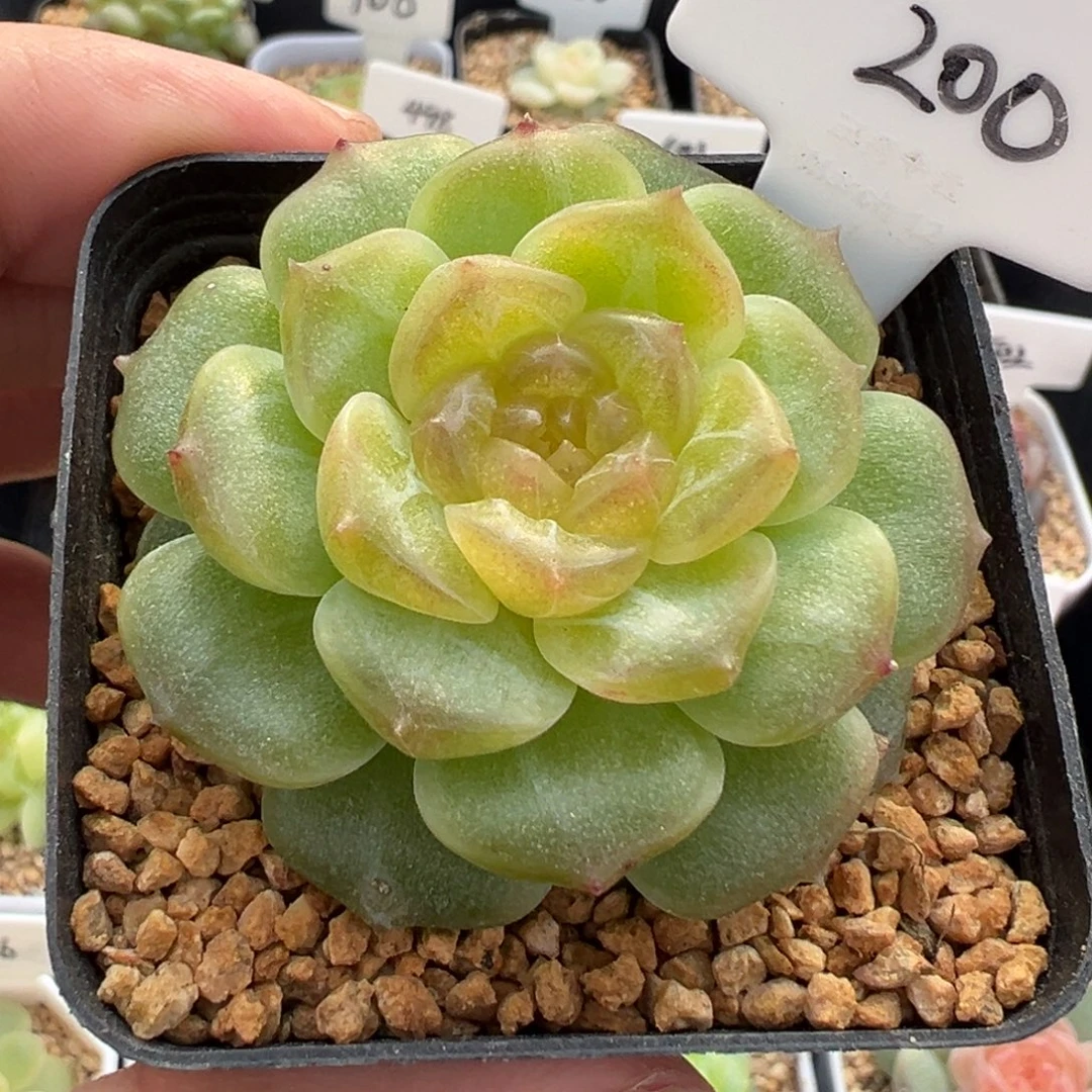 200号无尽灯 晗雨多肉