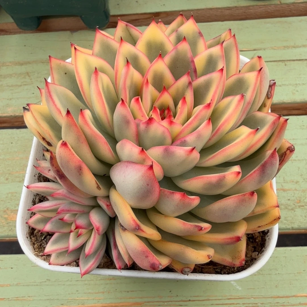 阿斯娜锦锦上园艺一物一拍
