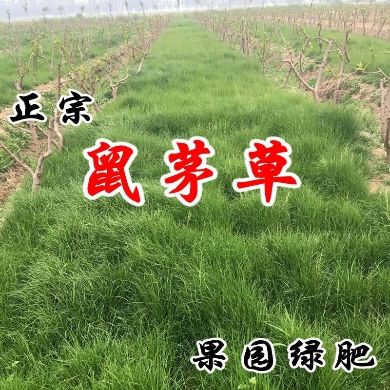 鼠茅草种子正品草籽绿肥抑制杂草改良土壤气候果园鼠茅草种子批发