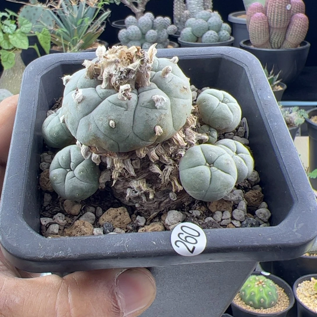 草球老桩一物一拍