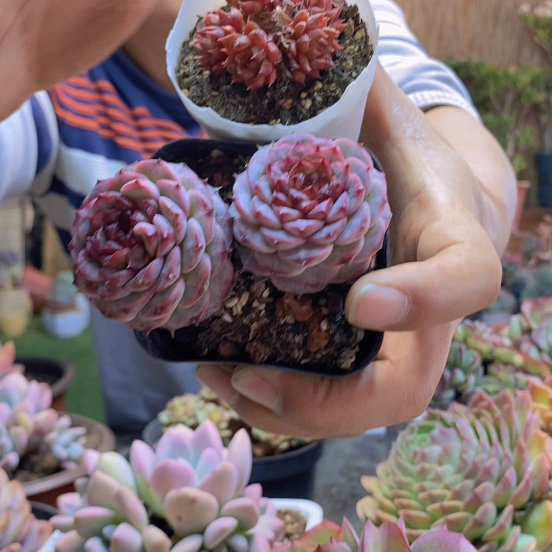 ?****420号血燕和天鹅绒0