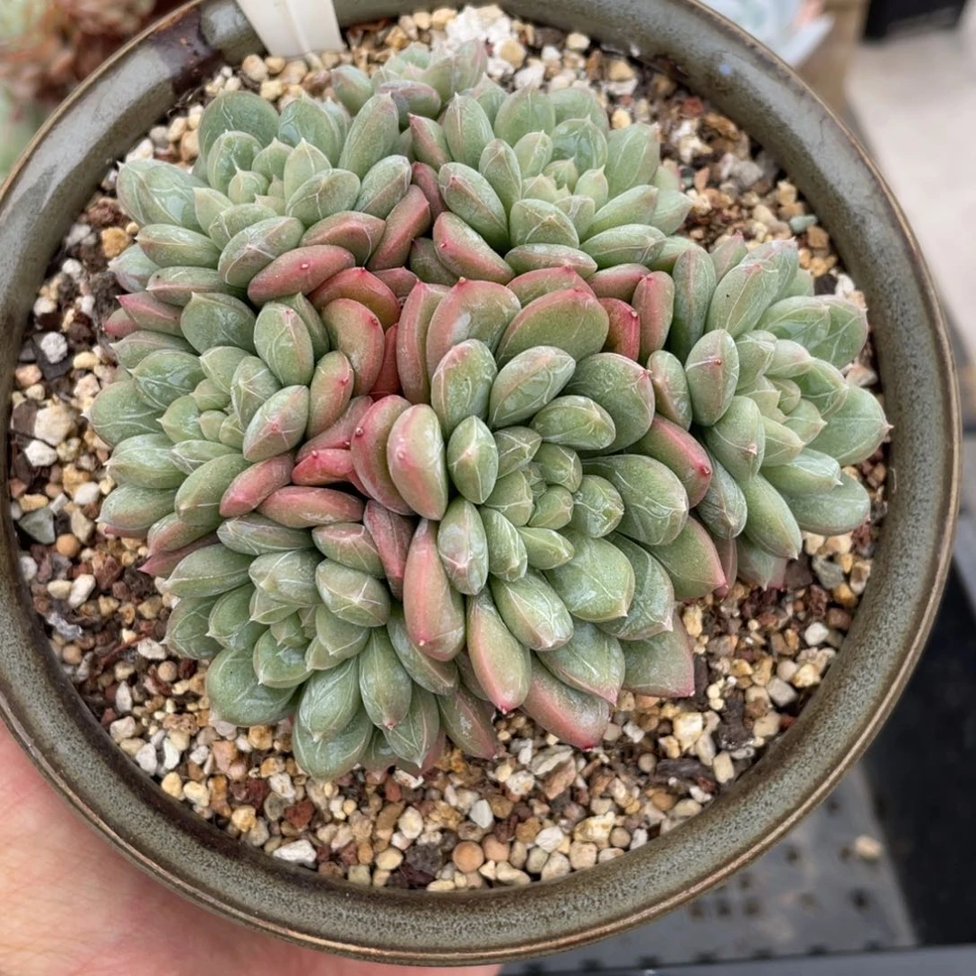 0221百达翡翠不带盆9厘米