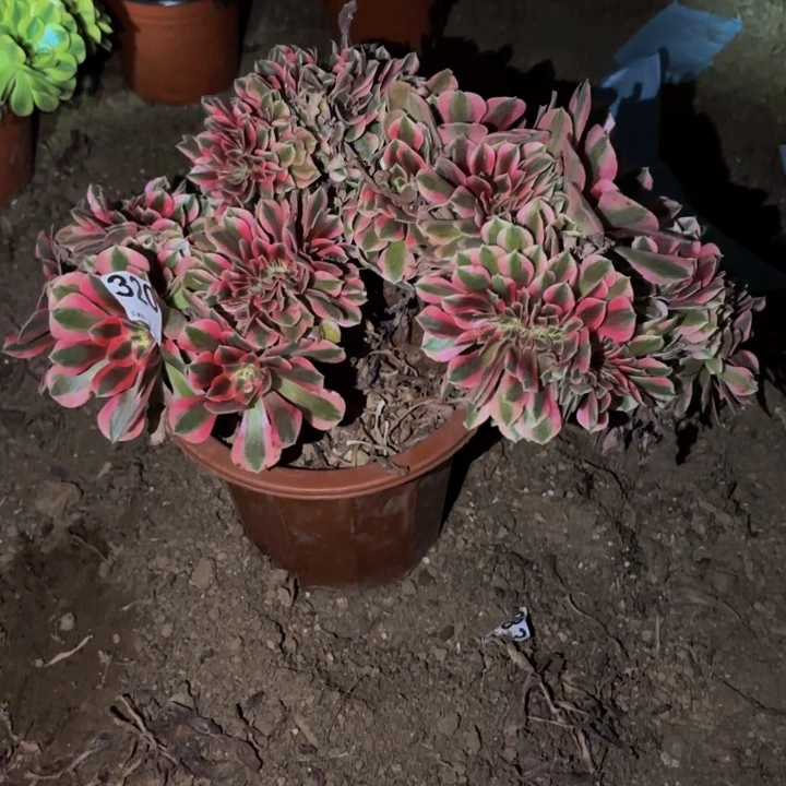 320妖月多肉植物不售后