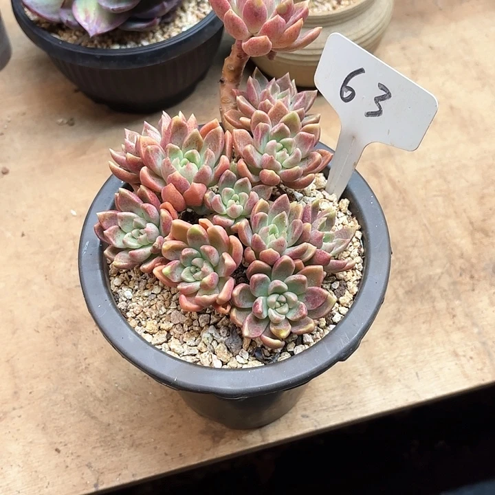 多肉植物，璀璨63号