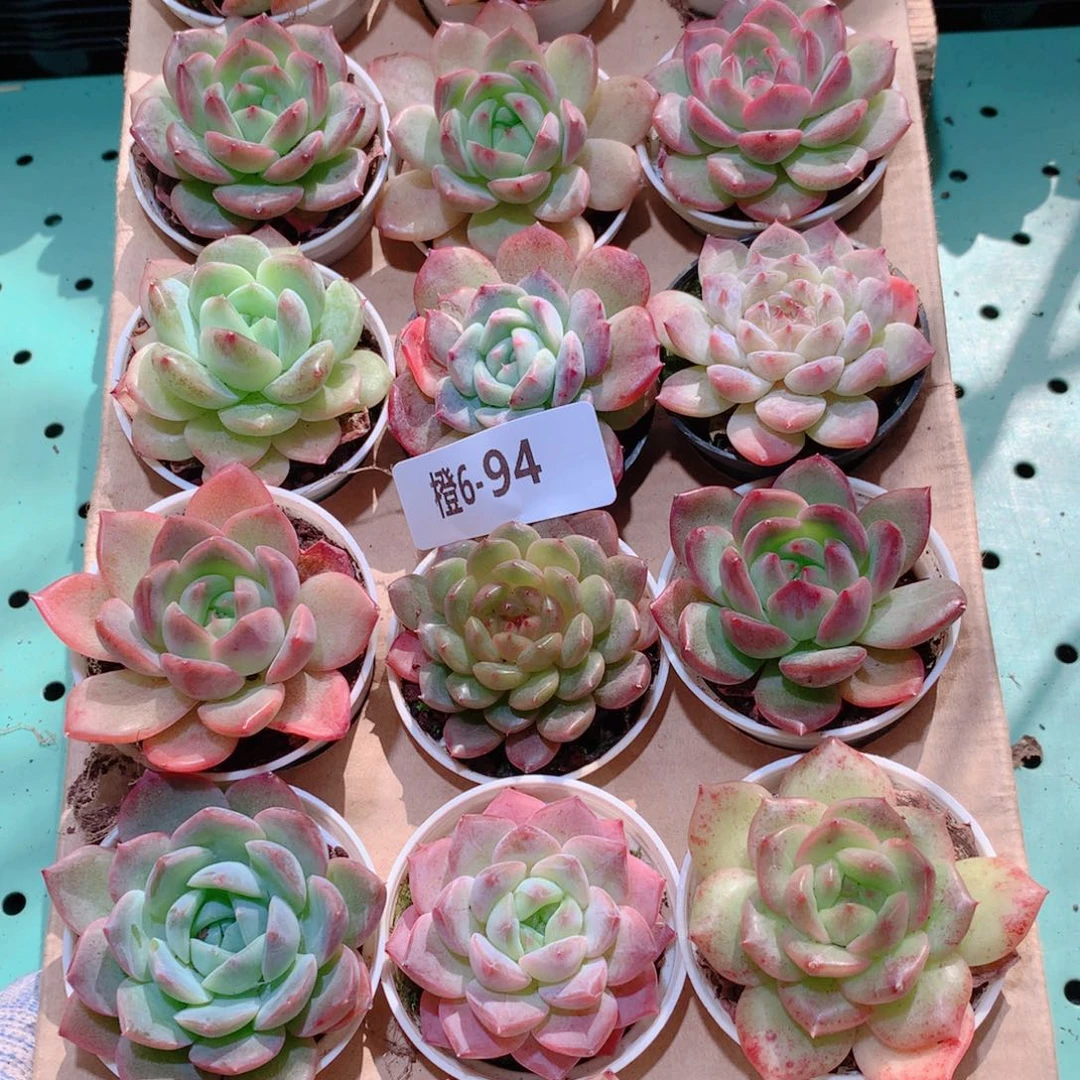 6-94一物一拍多肉带盆18颗