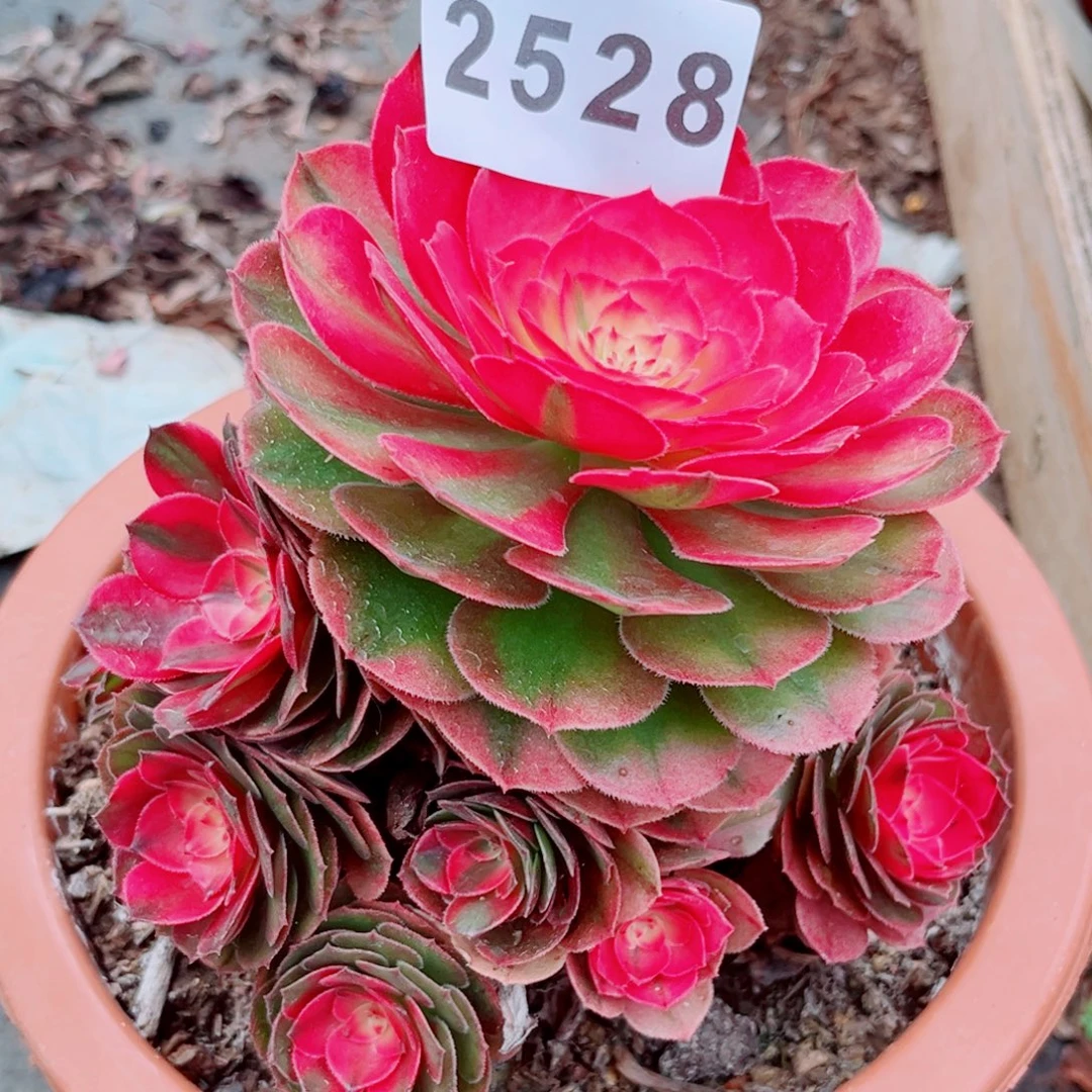 荔枝特价多肉发货