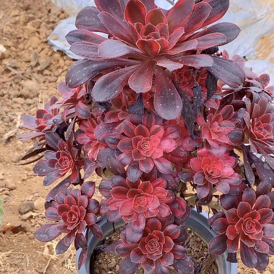 706丽娜多肉法师锦多肉