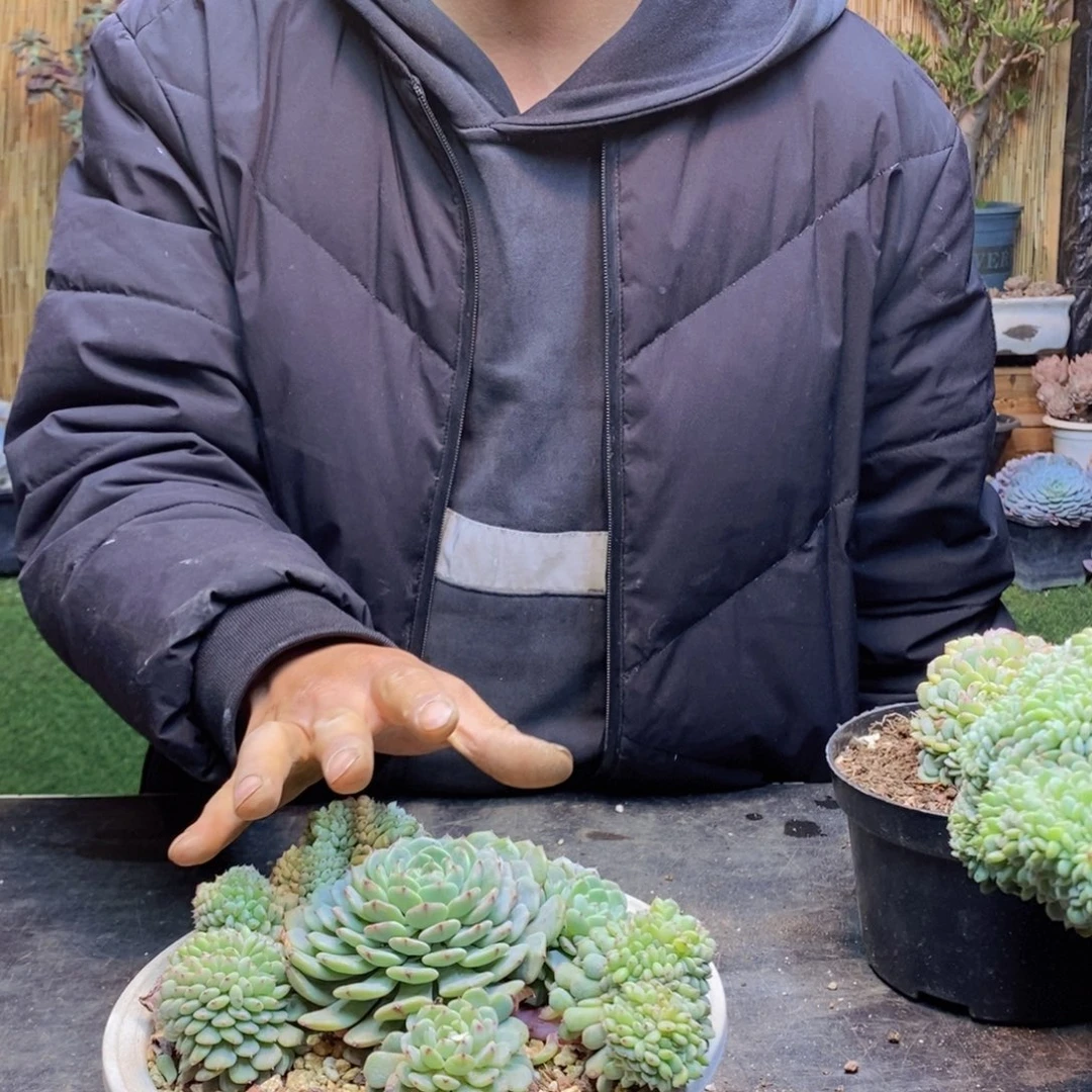 一*筋D251 白胖子缀化带盆土