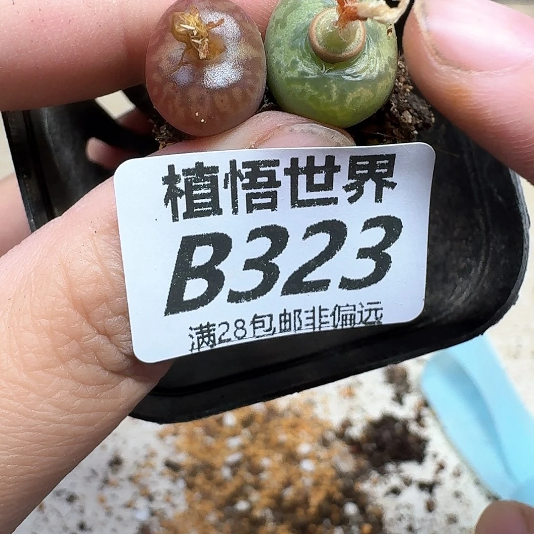 多肉植物的润泽fhhj