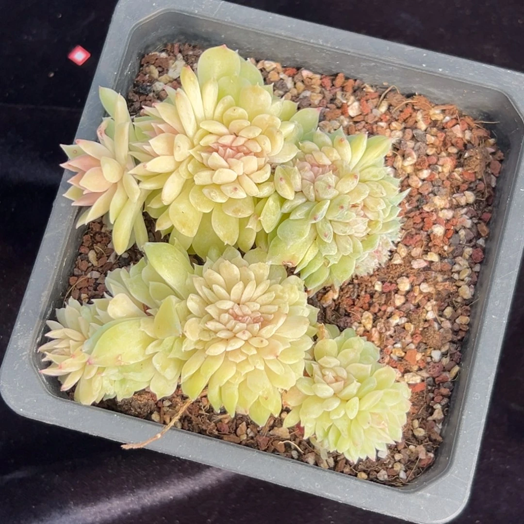 新年快乐 新年快乐