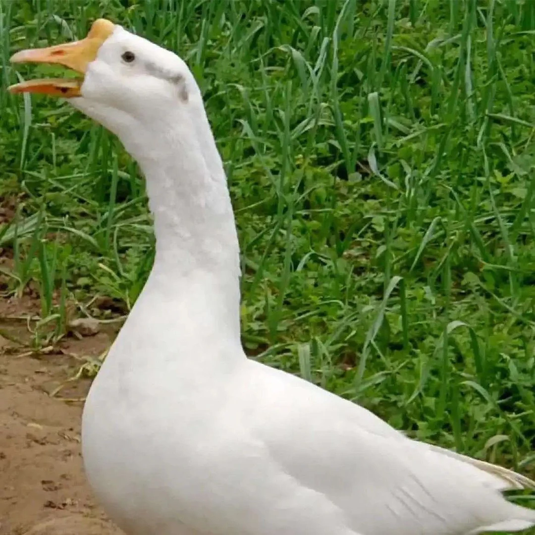 【鹅】农家散养鹅现场称重整只新鲜处理顺丰包邮