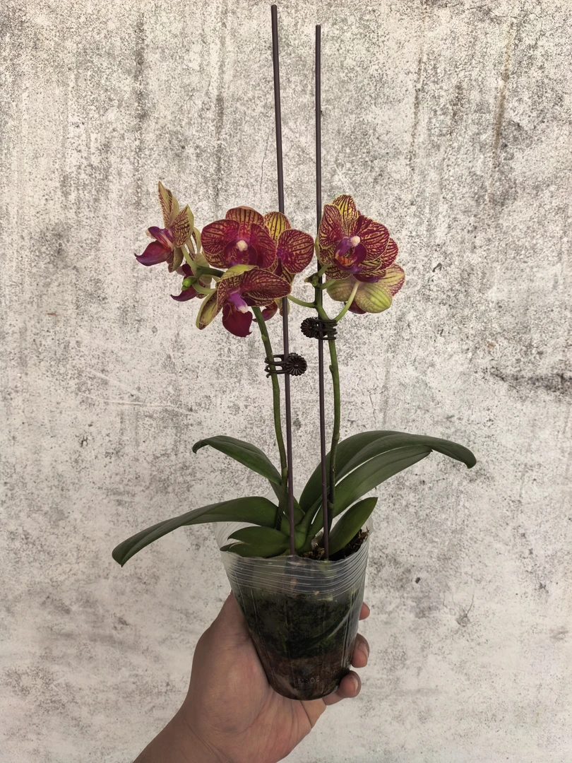 黄金甲,双花剑,蝴蝶兰盆栽3.0寸杯开花株